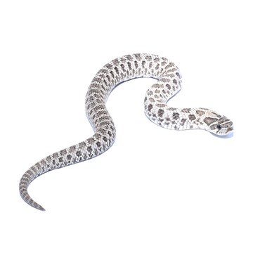 Axanthic Western Hognose